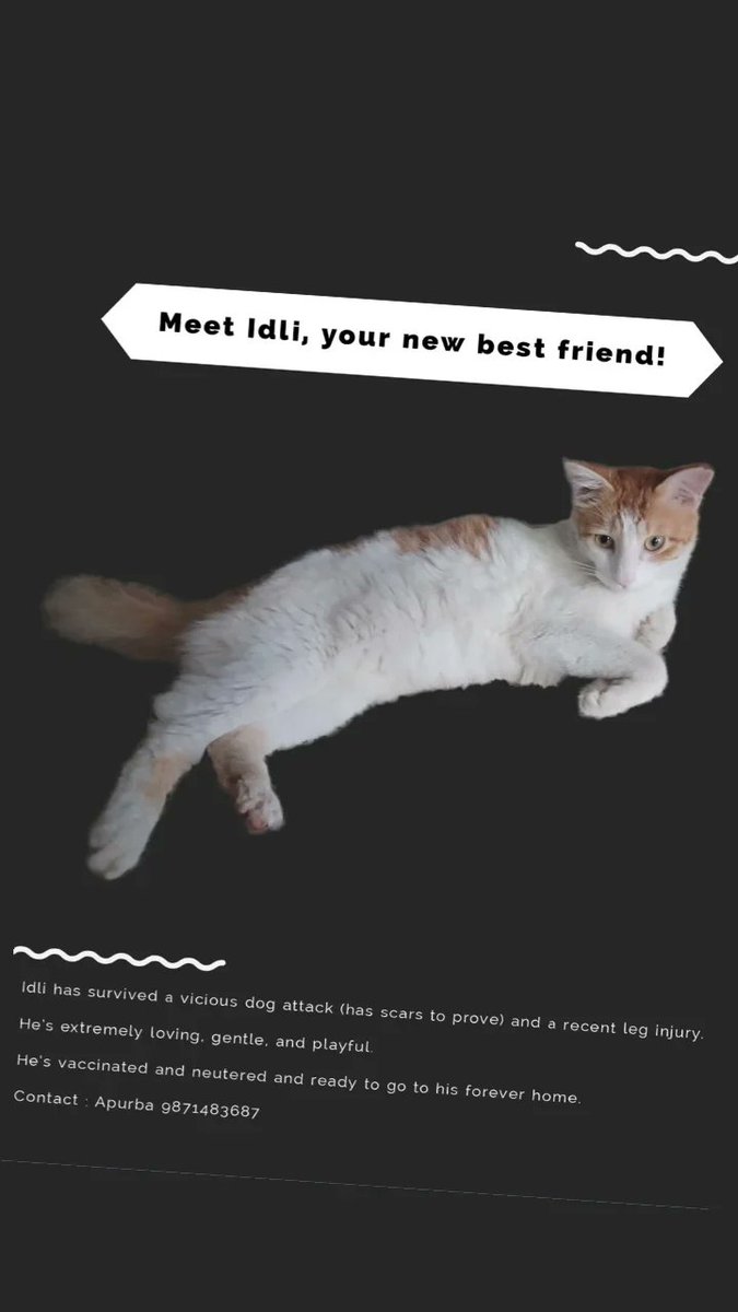 vikamusing's tweet photo. Help me find Idli his forever home. Idli survived a vicious dog attack, and a leg injury

He's vaccinated and neutered

He's super gentle, playful, and loving

He's a very good boy and deserves a loving home

Please RT and spread the word

#Bangalore #Bangalorecatadoption https://t.co/I9pHqlHXSs