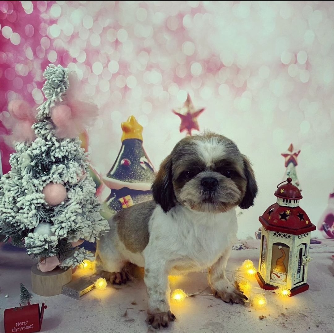 endrum_tamizh's tweet photo. My puppy #Dixy 💕💕💕💕💕 https://t.co/Wd5FKqC6cK