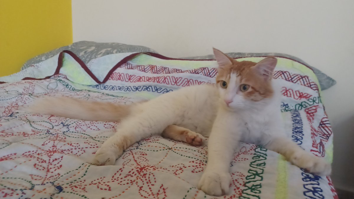 vikamusing's tweet photo. Help me find Idli his forever home. Idli survived a vicious dog attack, and a leg injury

He's vaccinated and neutered

He's super gentle, playful, and loving

He's a very good boy and deserves a loving home

Please RT and spread the word

#Bangalore #Bangalorecatadoption https://t.co/I9pHqlHXSs