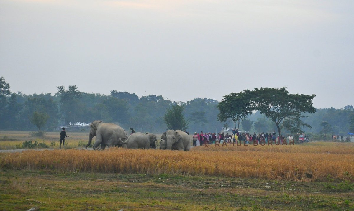 হাতী মানুহ আৰু পথাৰ .......
