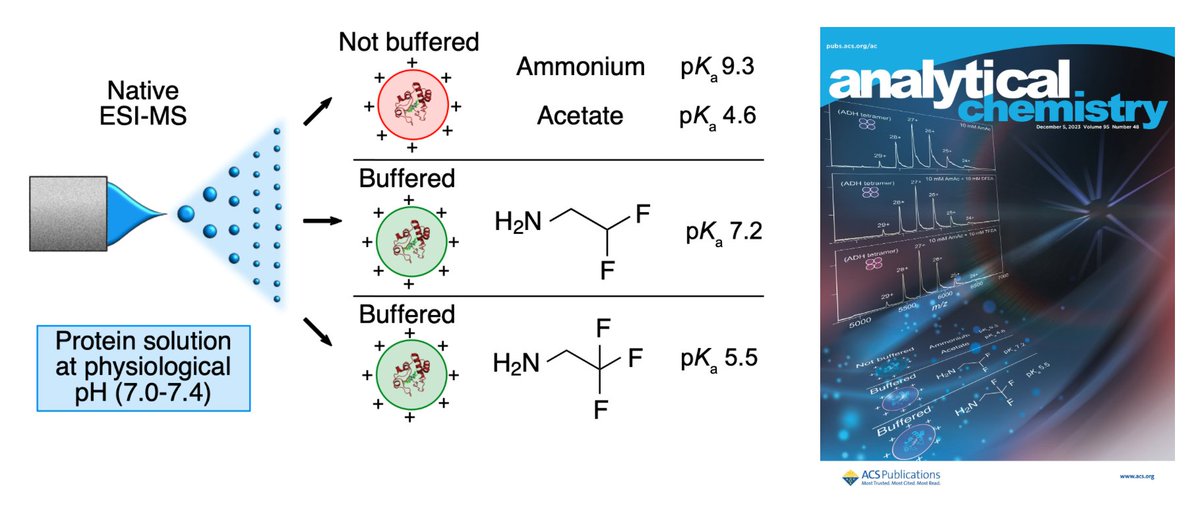 Vahidi Lab@UofGuelph 🇨🇦 (@vahidilab) on Twitter photo Ammonium acetate does not buffer at neutral pH, but we have no better option for native MS. But what if I told you we've uncovered an alternative?
doi.org/10.1021/acs.an…
By extraordinaire PhD student, Brad Davis <a href="/UofG_MCB/">MCB at UofG</a>
<a href="/ACS4Authors/">ACS for Authors</a> <a href="/an_chem/">ACS Analytical Chemistry Journals</a>
<a href="/AdvancingMass/">Advancing Mass Spectrometry</a> <a href="/NativeMassSpec/">Native MS-Guided Structural Biology Center</a> Ammonium acetate does not buffer at neutral pH, but we have no better option for native MS. But what if I told you we've uncovered an alternative?
doi.org/10.1021/acs.an…
By extraordinaire PhD student, Brad Davis <a href="/UofG_MCB/">MCB at UofG</a>
<a href="/ACS4Authors/">ACS for Authors</a> <a href="/an_chem/">ACS Analytical Chemistry Journals</a>
<a href="/AdvancingMass/">Advancing Mass Spectrometry</a> <a href="/NativeMassSpec/">Native MS-Guided Structural Biology Center</a>