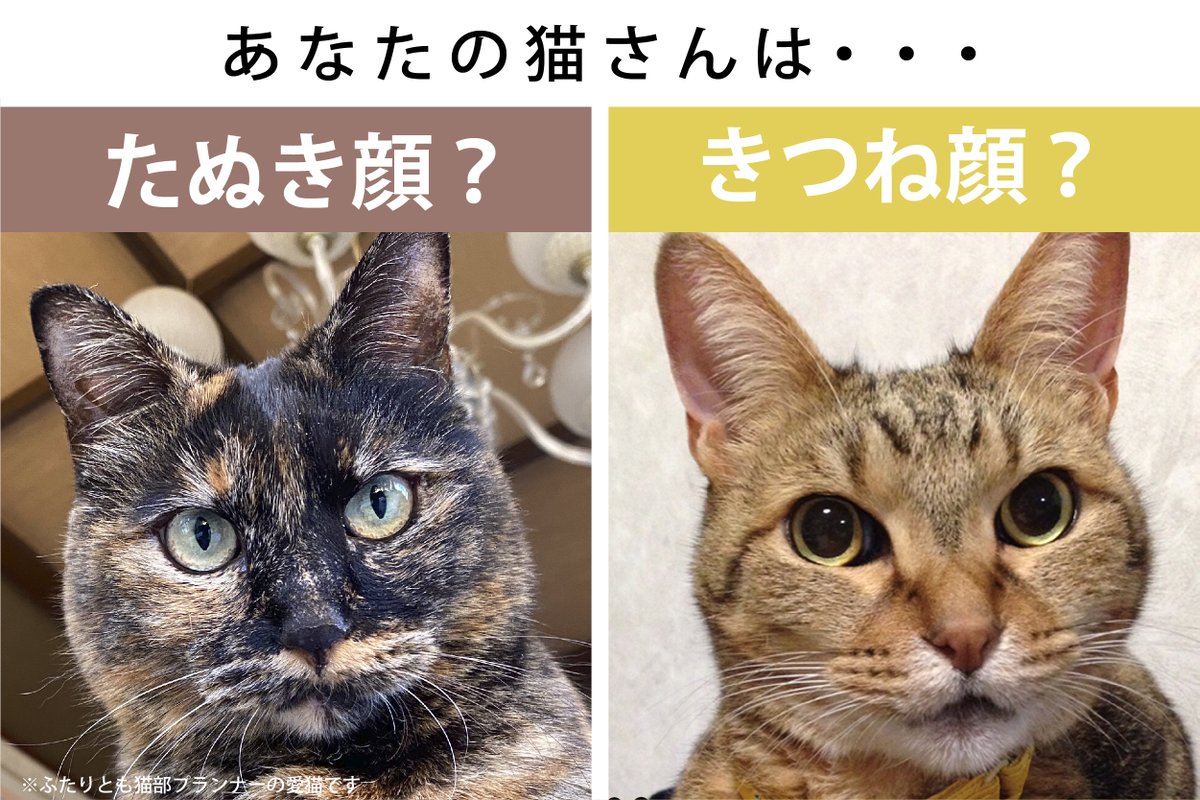 たぬき顔