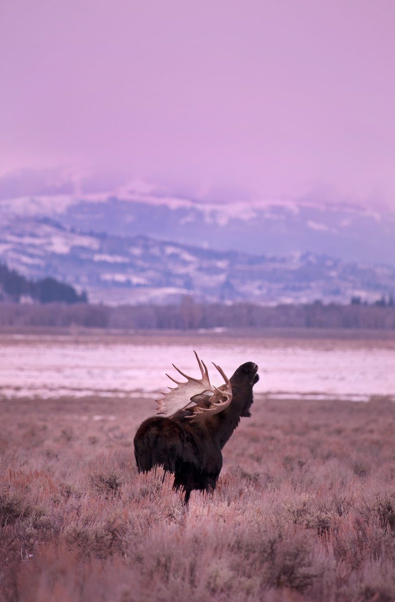 Sun salutation. 🫎‍🌞

This bull #moose greets the day in #GrandTetonNationalPark.

📷: Chase Dekker