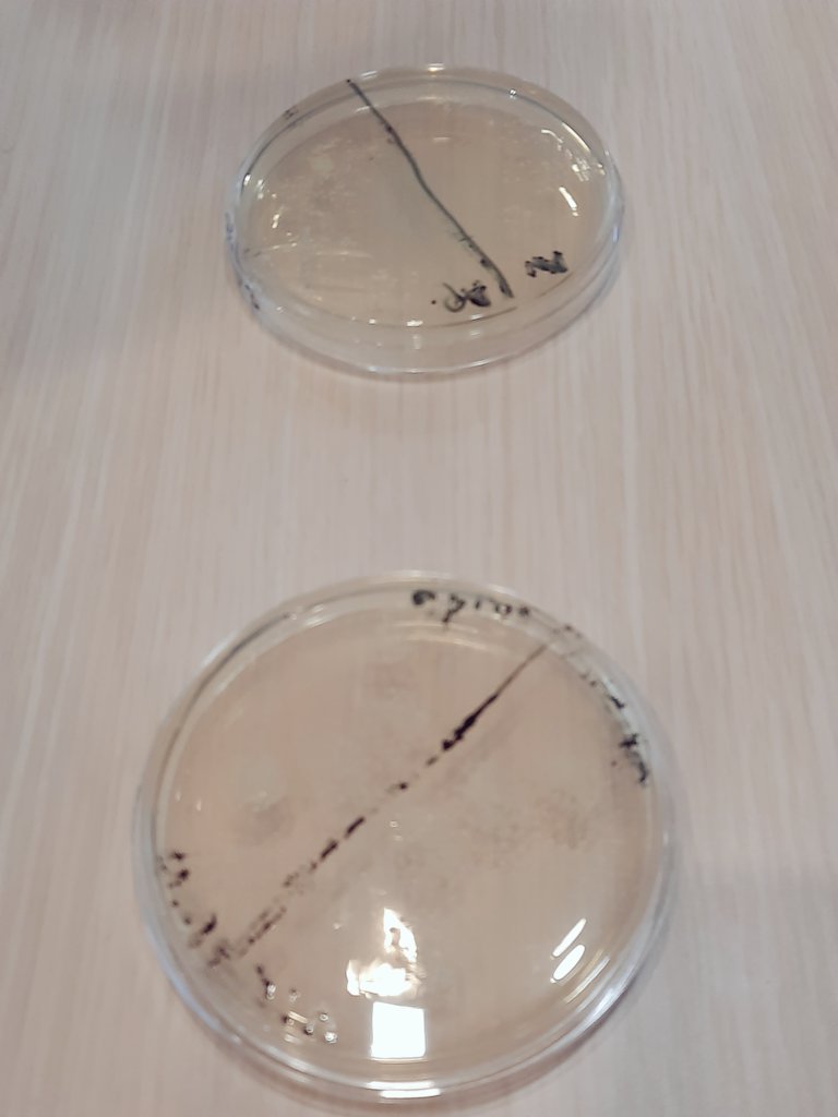 MPLS_CA's tweet photo. J2 Formation @MPLS_CA dans le cadre du plan sciences et technologie • Matinée : À la découverte des microbes ! • Analyse des résultats d'expériences • #urca #AcReims #Fondation_Lamap #AcadSciences #academiedestechnologies #SCIENCES_URCA #medyc https://t.co/ITquBBnoOl