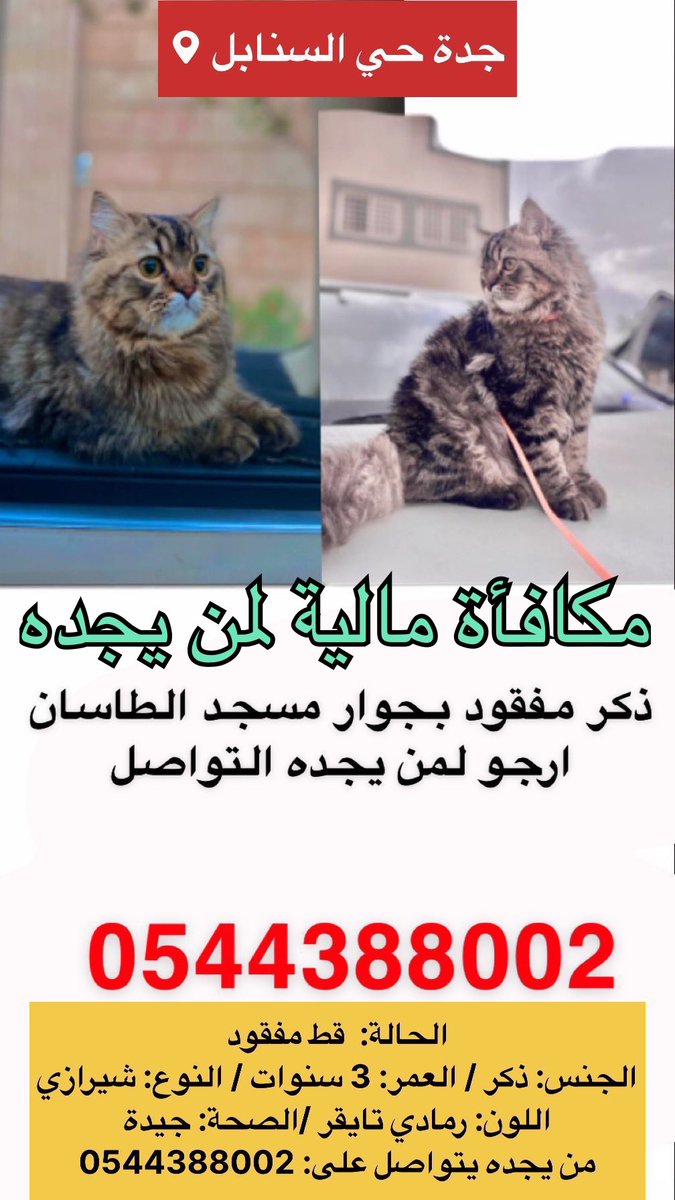 قطط مفقودة وقطط معثور عليها tweet media