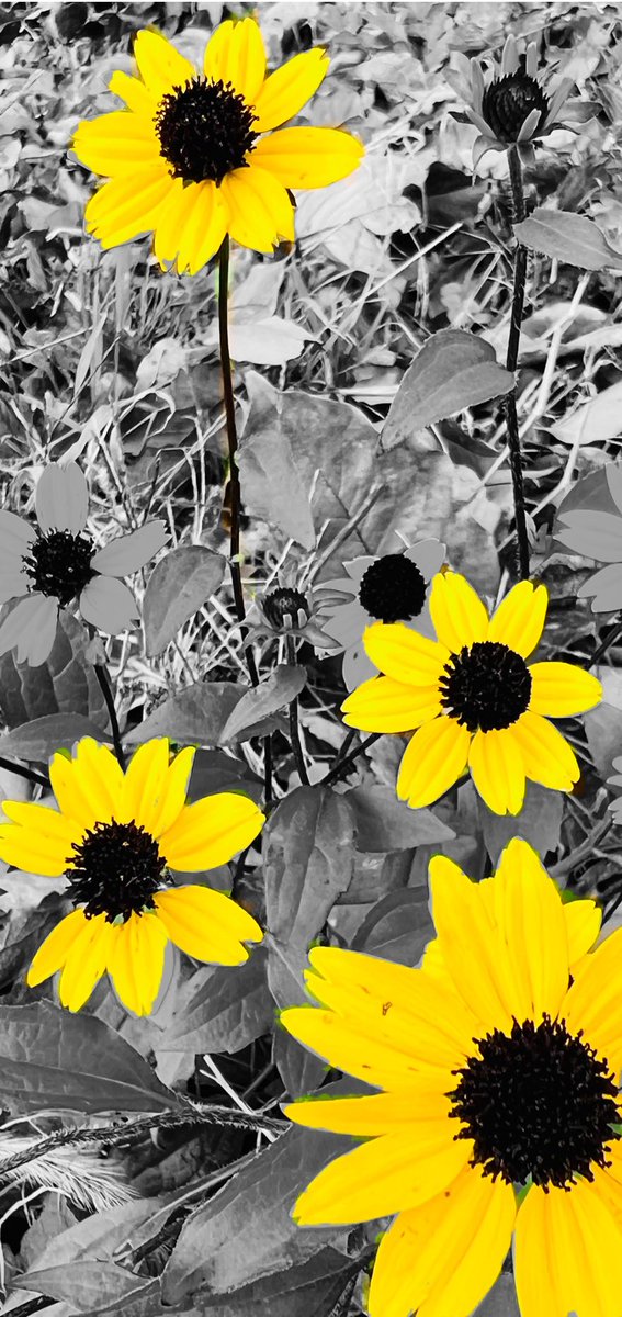 risataku's tweet photo. 今日のパートカラーフォト🩷
また明日🙏

#ルドベキア・タカオ🌼
#TLを花でいっぱいにしょう 
#パートカラー写真
#PartialColor 
#キリトリセカイ
#写真好きな人と繋がりたい https://t.co/bFFLsV3vVg