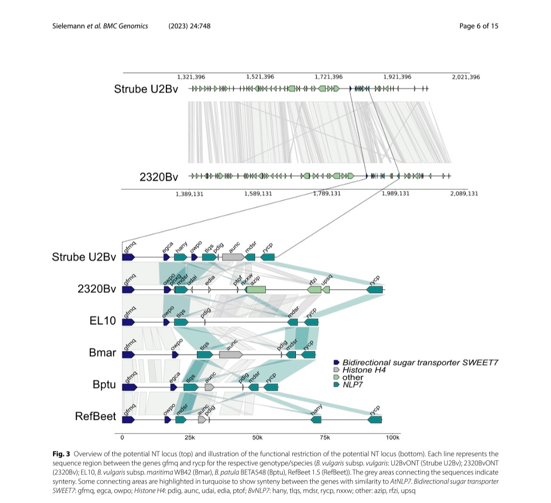 I put a lot of work in this project during my PhD. Really happy to see this genomic study of sugar beet published! The genome assemblies and sequencing data are publicly available.
#genomics #sugarbeet #nematode