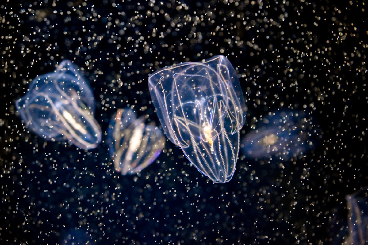 FlowerPhoto2's tweet photo. サッと水族館の写真をあげておくよ！ https://t.co/durGjtyQg6