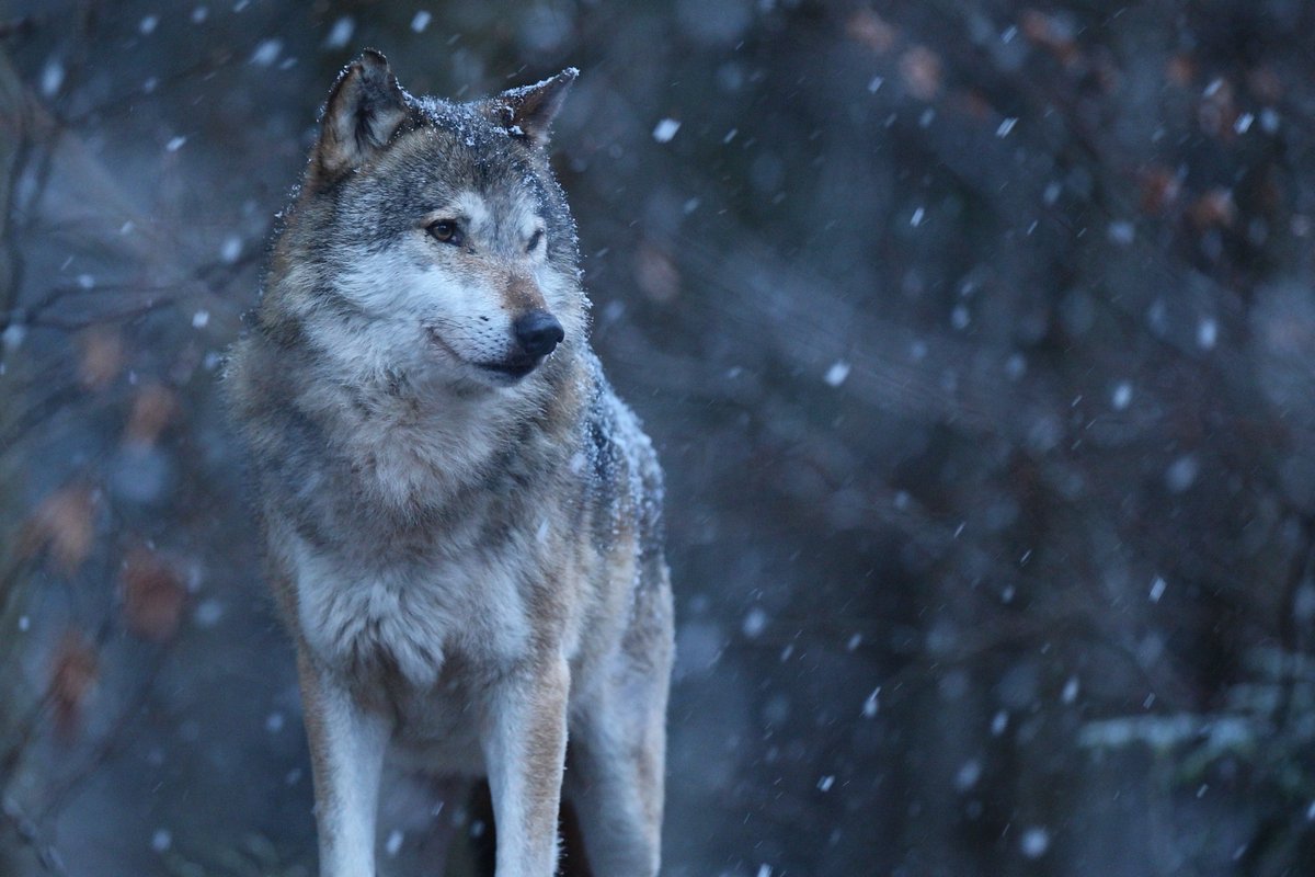 30millionsdamis's tweet photo. 🐺 Dernier jour pour dire NON au projet de plan national d'actions sur le #loup. Pour exprimer votre opposition à cette politique centrée sur la destruction, et non sur la cohabitation, c'est par ici  ✍️ 👉 https://t.co/90JvRVuUi8 https://t.co/s3cJIwtfM9