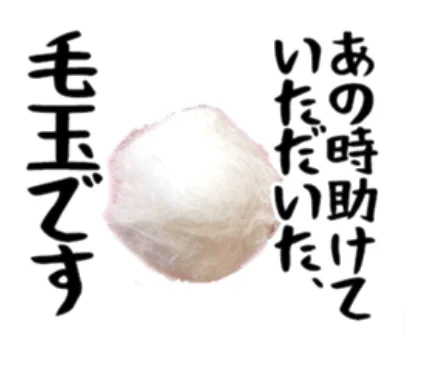 ミコさんの実写LINEスタンプ発売中‼️ お世話になったあの人に毛玉を送ろう🤍   白猫にゃまくびスタンプ - LINE スタンプ | LINE STORE 