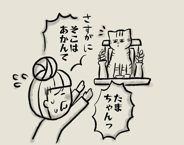 どうしても登頂したい猫と、登って欲しくない飼い主の攻防【連載】交通事故にあった猫を拾いました#139|ねこのきもちWEB MAGAZINE 
