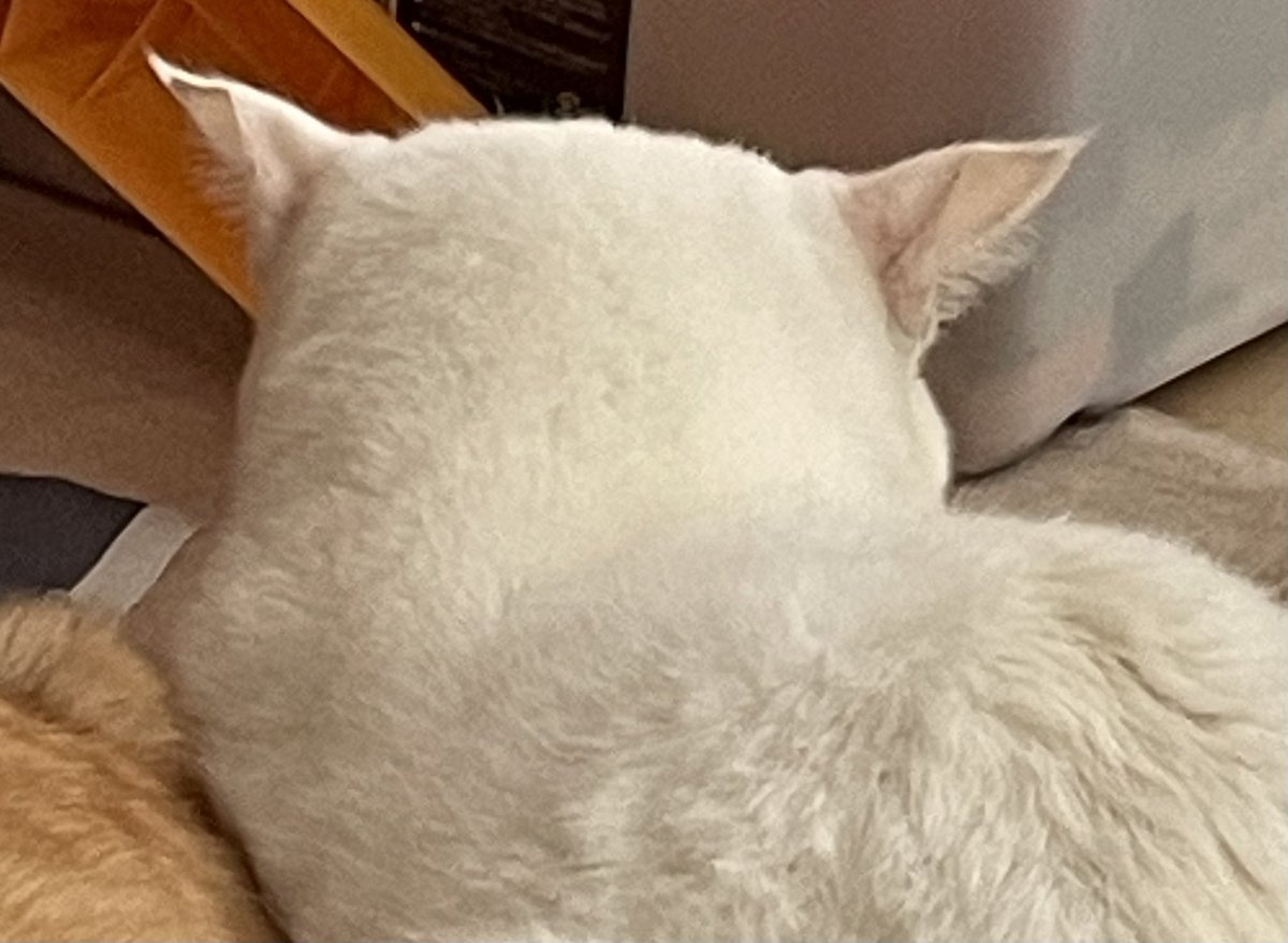 riiririmy's tweet photo. 声出し過ぎて声枯れた。猫はずっとこれ。 https://t.co/mpWgENOQV0