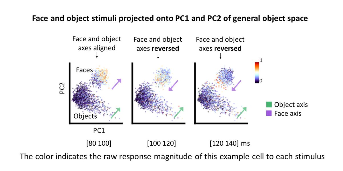 Thrilled to share our new paper describing a novel form of neural computation: single cells drastically change their tuning in &lt;20ms, shifting from a code for face detection to one that enables fine face discrimination. Neural dynamics are much richer than previously conceived!