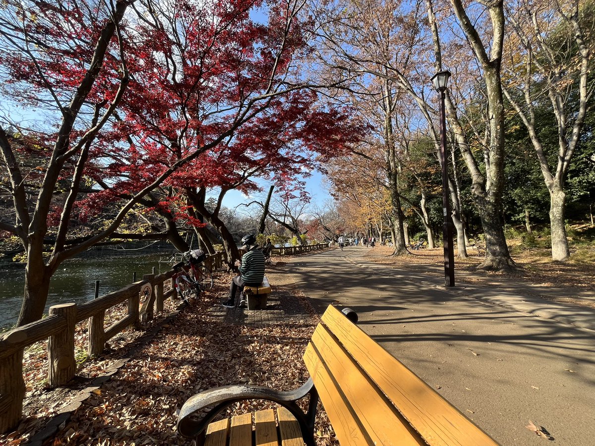 7o8daaamae's tweet photo. 井の頭公園 秋 https://t.co/WzujpkJPqD