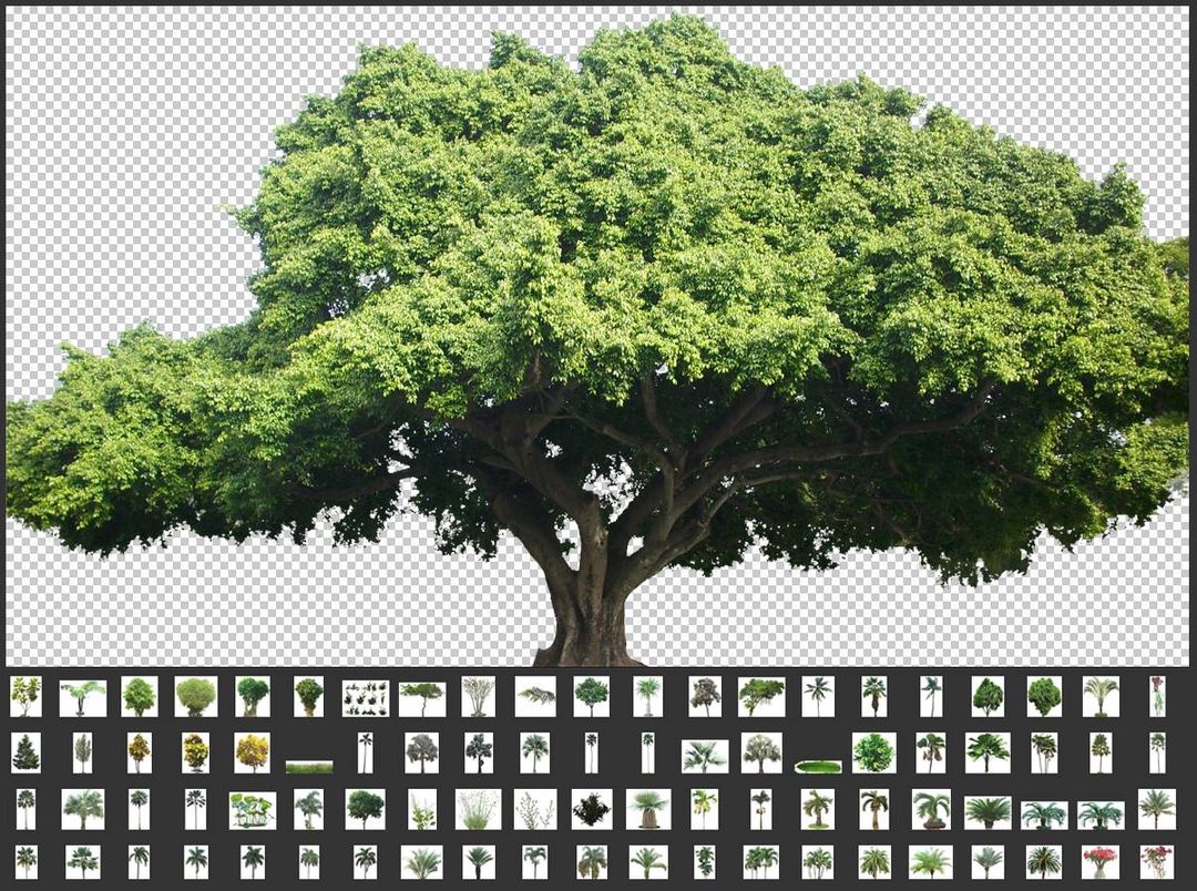 Rahll's tweet image. TIP: Whenever you cut out an element from a photo, especially plants or props, quickly save it as its own PNG with transparency.

You&apos;ll build yourself a library of assets pretty quickly, and you can just start dragging and dropping, instead of selecting and masking constantly.