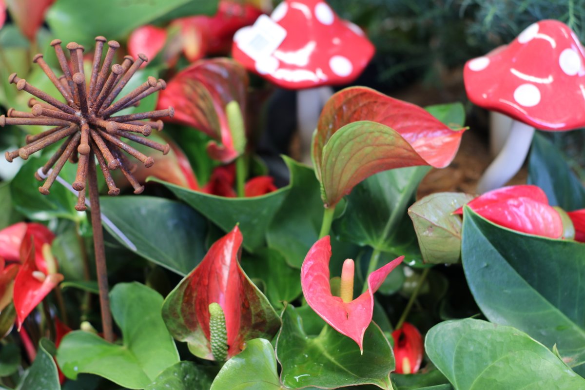We are feeling festive here at WPP

#wholesaleplantsandproducts #outdoorplants #newstockdaily #floristsofadelaide #gardencentresofadelaide #rareplants #limitednumbers #plantcollectors #indoorplants #landscapersofadelaide #dogsalwayswelcomehere #dogfriendly #tradecustomers...