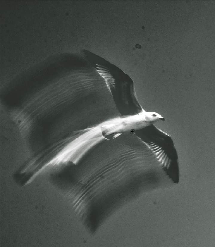 huseyingirgin's tweet photo. @thepropgallery https://t.co/dMP6quF7Sp