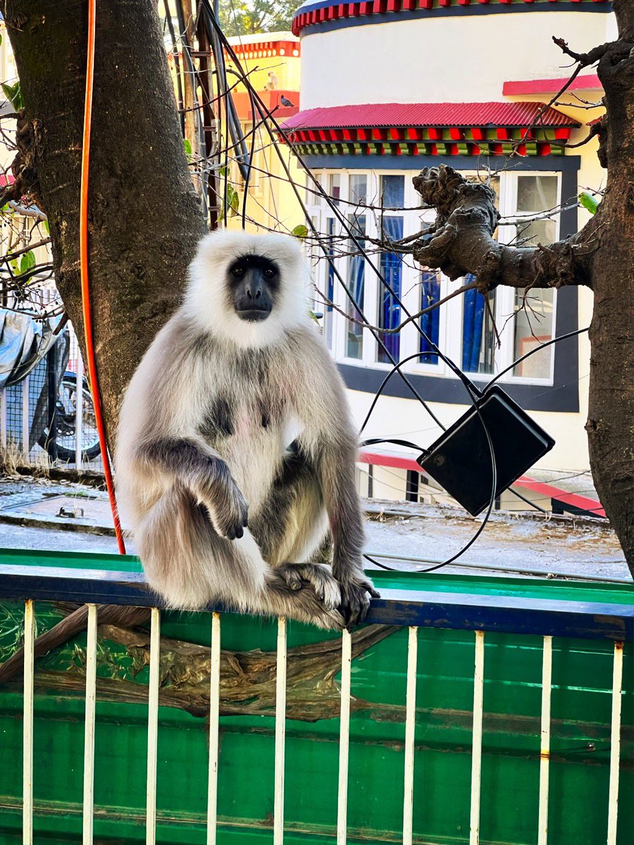 bobbydevito's tweet photo. “Yeah, that new joint by @itspetergabriel is really quite good and hearkens back to his 80s catalog. But we all know his best track. And he still hasn’t topped it yet”
#ltwa
#greylangur
#shockthemonkey
#freetibet https://t.co/B5EqtvJtnU