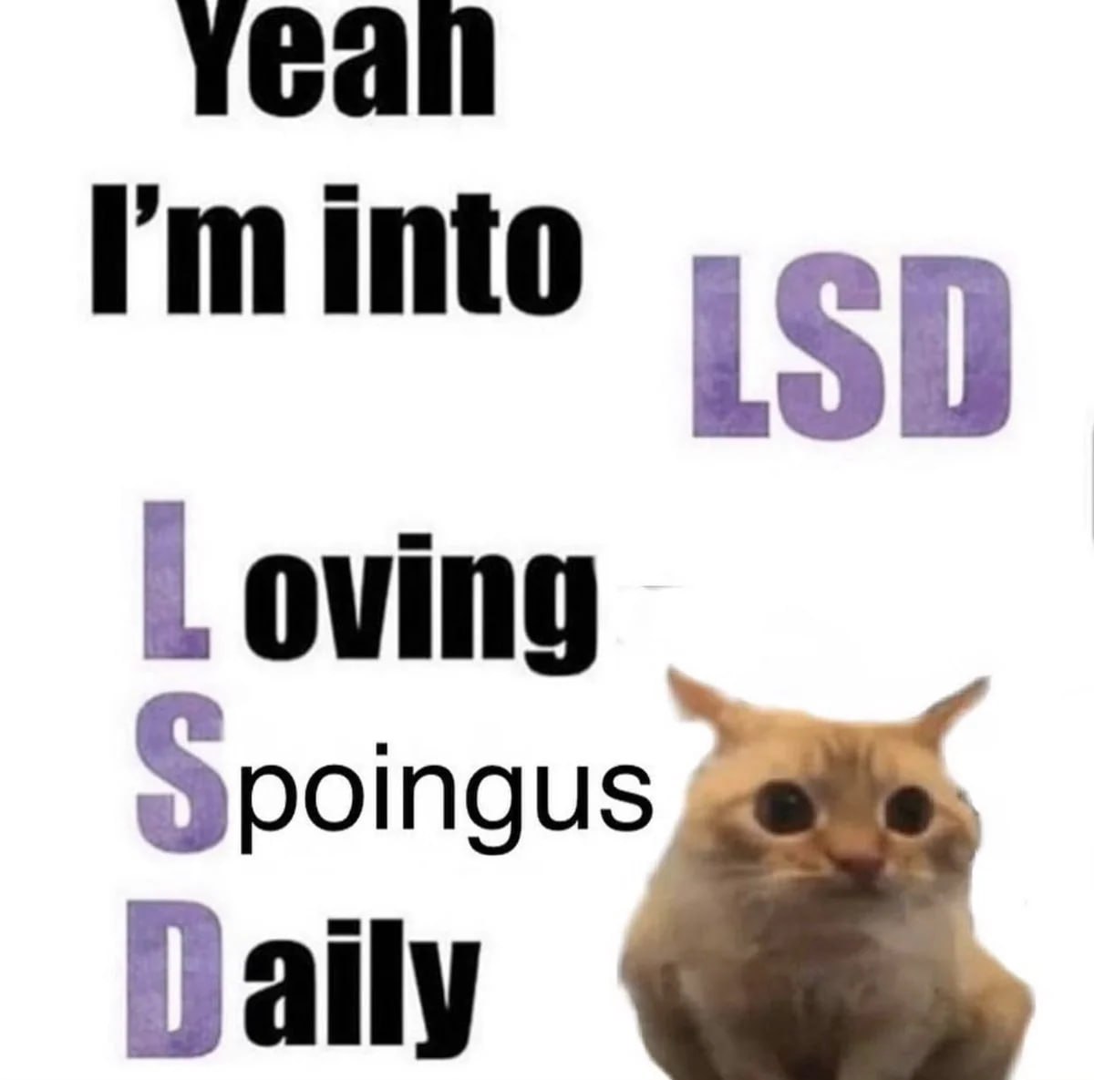 spoinguscoin's tweet photo. LSD is the new trend! Loving Spoingus Daily. 😎 
Be part of our movement to make Spoingus viral! One step at a time. 

#Spoingus #SpoingusCoin #cat #eth #meme #memecoin https://t.co/gmJ3QdjFta