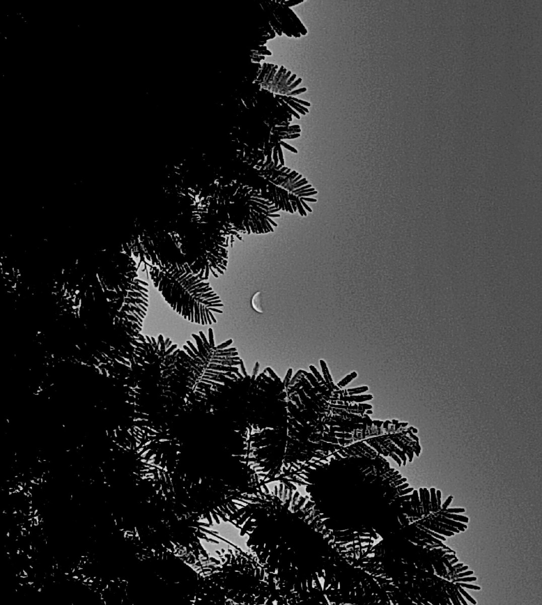 lovelybitch08's tweet photo. 🌜 in b&amp;w 
#moon #waningcrescentmoon #crescentmoon #moonphotography #celestialobject #photography #mobilephotography #photographer #mobilephotographer https://t.co/CbguET2ppN
