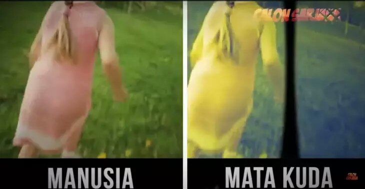 4. KUDA

adek satu ini memiliki titik buta, artinya mereka tidak bisa melihat obyek tepat di depan hidungnya.

karena secara anatomi mata kuda posisinya di samping banget, bukan di depan wajah.

oia, kuda juga ga bisa melihat banyak warna, hanya warna abu-abu, biru dan kuning.