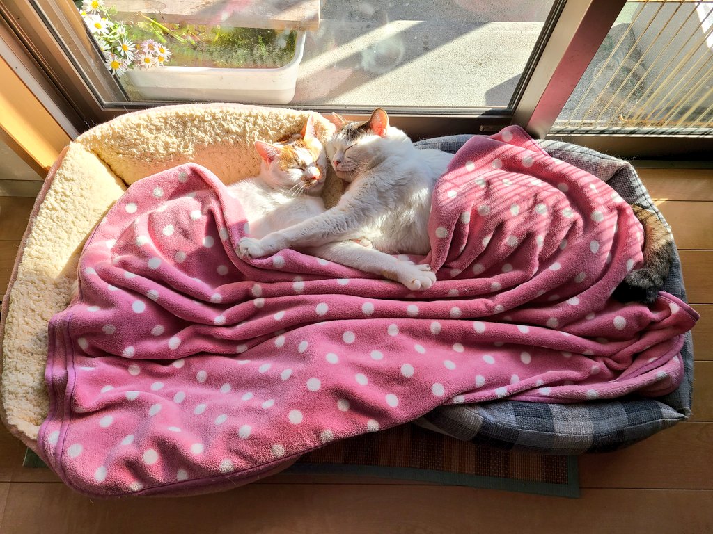 くろまめ tweet media