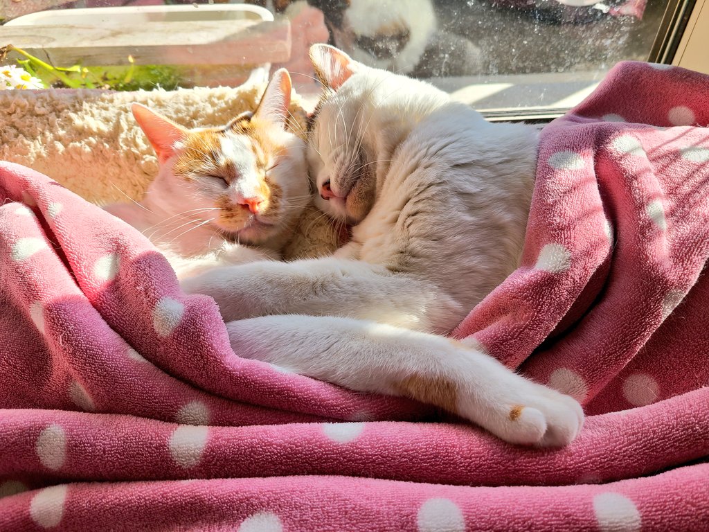 くろまめ tweet media