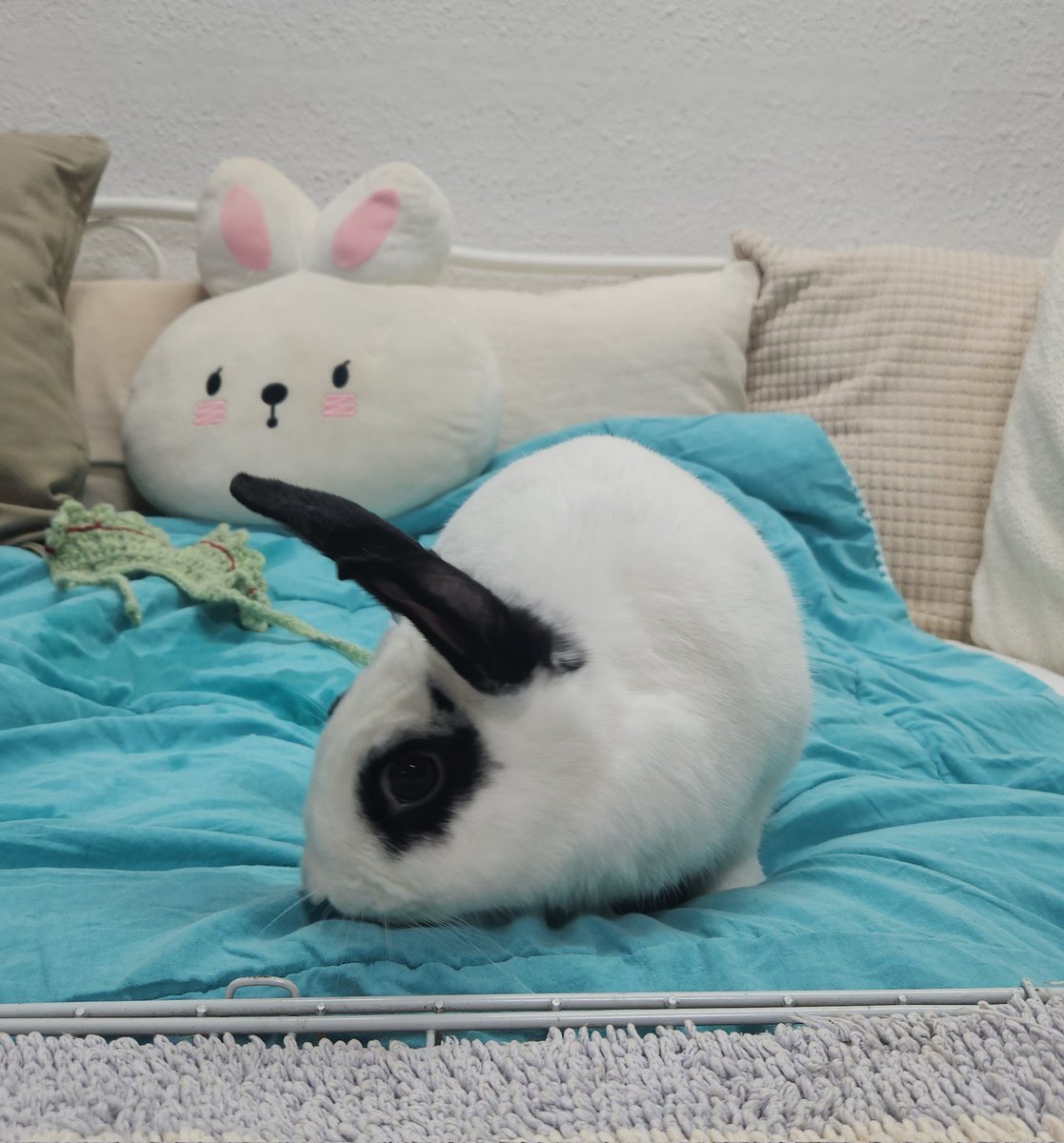 bonbon_turtle's tweet photo. 《봉봉 다람 가족 찾아요!》봉봉을 2019년부터 1년 임보했던 임보엄마를 어제 봉봉이가 알아보는 거 같았어요 🥺 처음엔 낯 가리더니 목소리를 듣고는 처음 본 임보누나랑은 다르게 대하더라구요. 다정하고 똑똑한 봉봉이가 평생 바라볼 가족을 찾고 있어요 🤗 https://t.co/FAazOucszH
