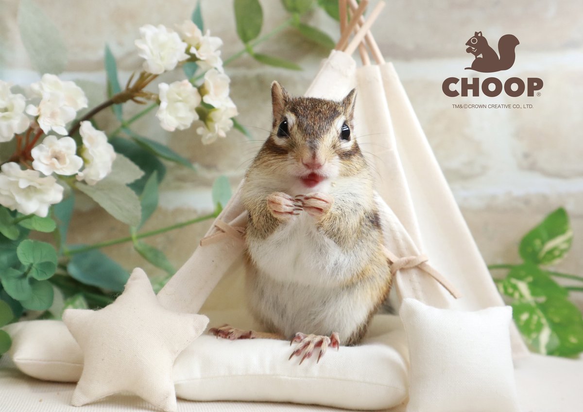 CROWNCREATIVE28's tweet photo. かぞく、あそぶ、わらう、おしゃれ。
by CHOOP🐿️ #CHOOP #シュープ #リスが好き
https://t.co/SlMnpZnEy7 https://t.co/EFT59kXALR