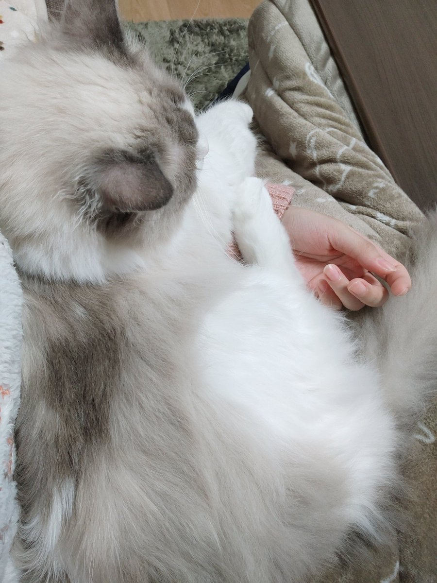 lunakoto