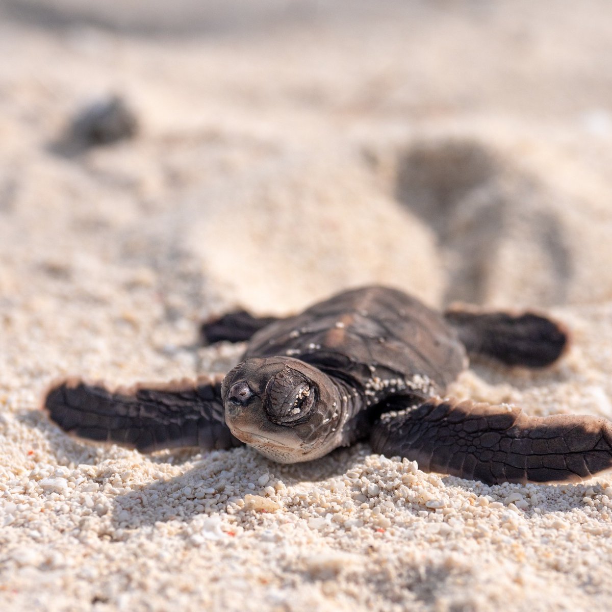 Airguides tweet media