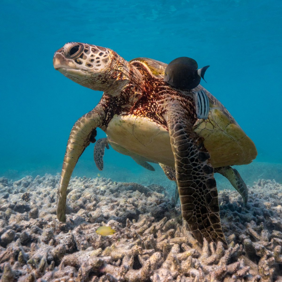 Airguides tweet media