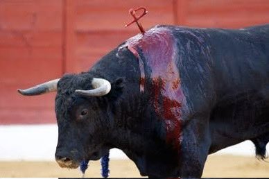 Raulgutierrez's tweet photo. Así no! 
En pleno siglo XXI, la época de las libertades, de los derechos de las personas, los niños los adultos mayores, las personas trans bla bla bla hablamos de la cultura PET friendly, e incluimos los derechos de los animales, y todavía nos atrevemos a decir o más bien a llamarle “La fiesta” de la tauromaquia, a las corridas de toros, a esas “celebraciones” donde se reúnen  cientos de personas y al grito de “olé, olé” con una salvajanada” donde van toreando a un pobre toro.. 🐂 hasta matarlo en plena plaza, a la vista de todos! Pareciera que esto es una práctica de siglo XVIII, pero no! Es tan actual como que en México, en plena CDMX se volvió a permitir la corrida de toro en la Plaza de Toros! 😡 eso no es ni cultura en pleno siglo XXI, no es arte ni mucho menos es una fiesta, es un CRIMEN y es CRUELDAD ANIMAL!