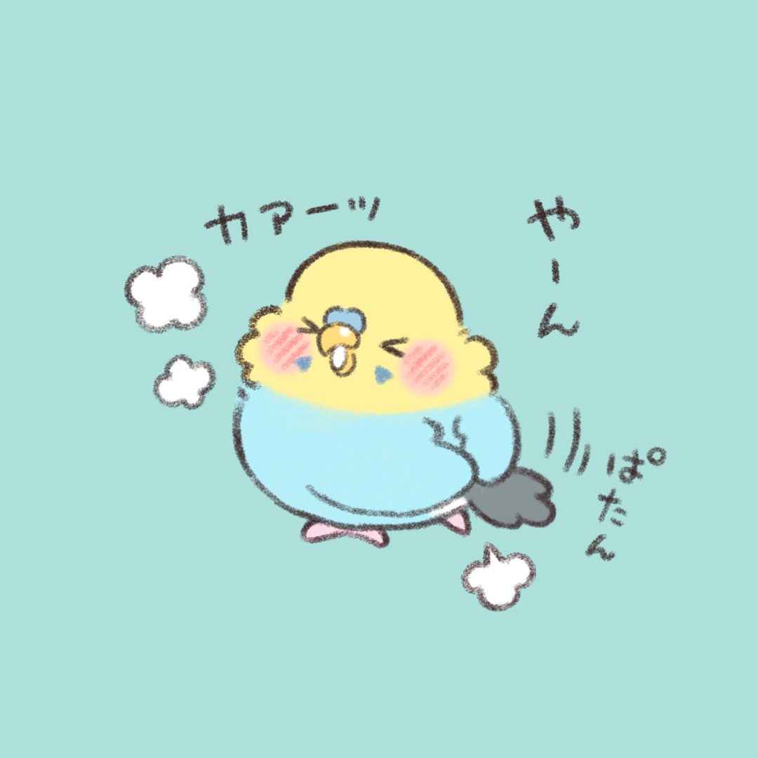 かいぬち  どこ 見てるの?  #セキセイインコ