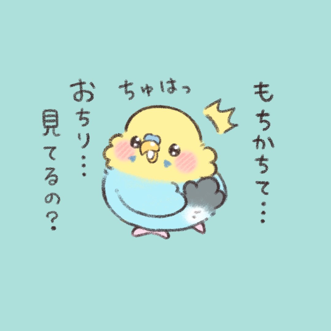 かいぬち  どこ 見てるの?  #セキセイインコ