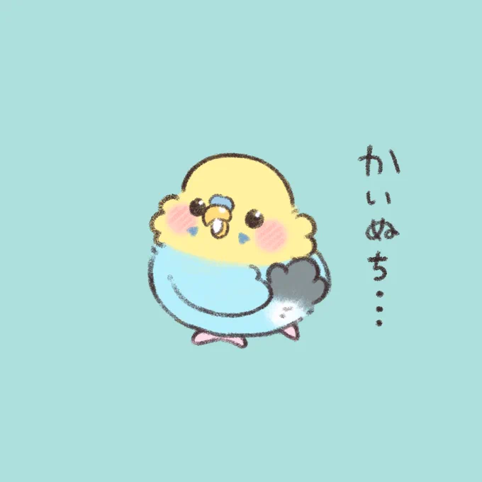 かいぬち  どこ 見てるの?  #セキセイインコ