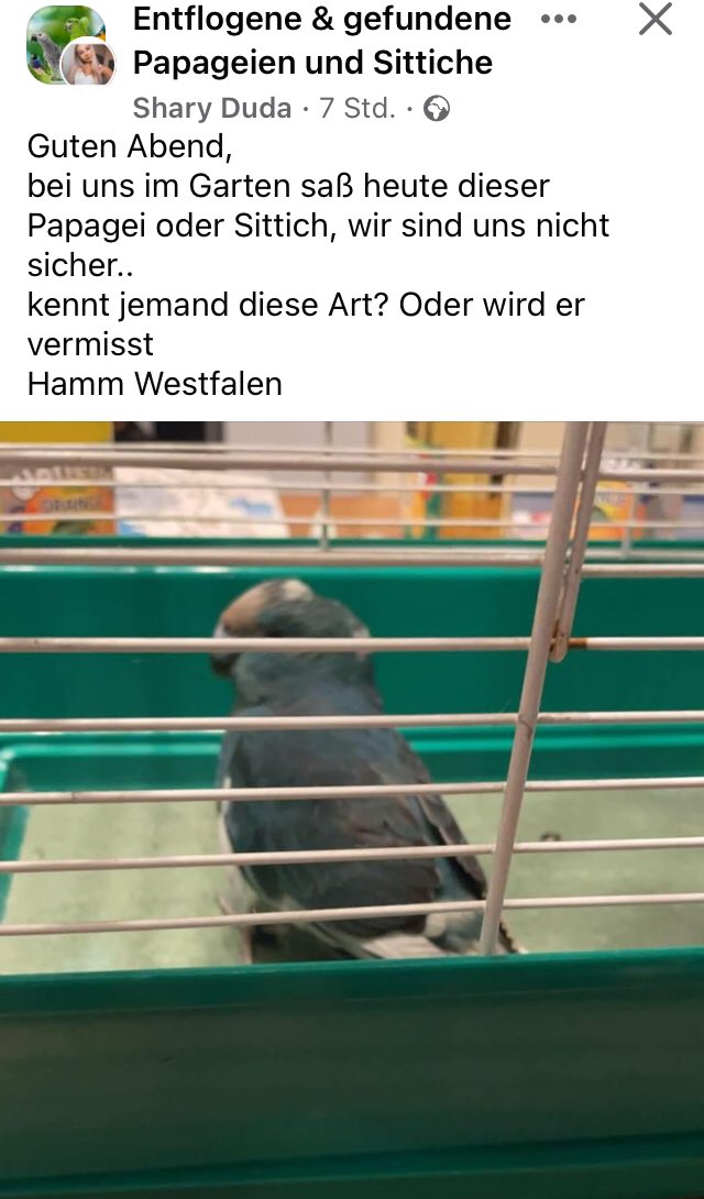 Bitte teilen in der Umgebung von Hamm Westfalen #entflogen #zugeflogen #Fundvogel #gefunden #Vermisst Vogel zugeflogen, Besitzer gesucht