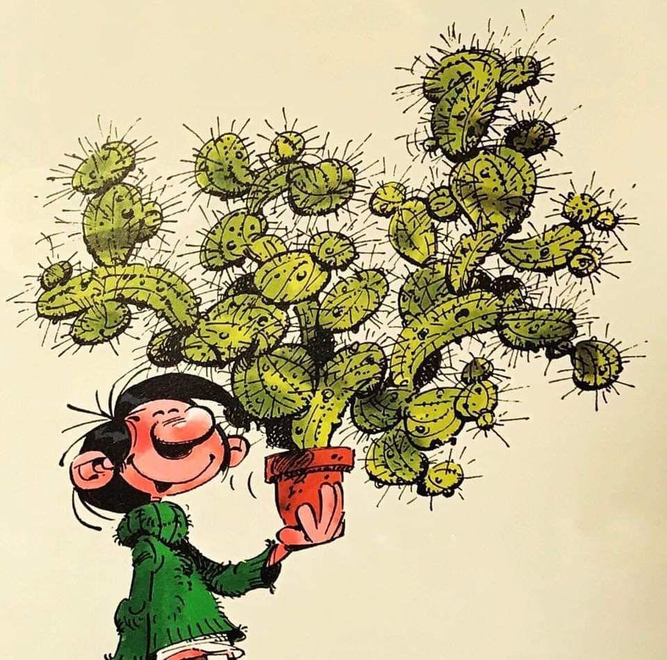 Franquin_Cie's tweet photo. #cactus🌵 #franquin # #gastonlagaffe https://t.co/XVUQF9SL8G