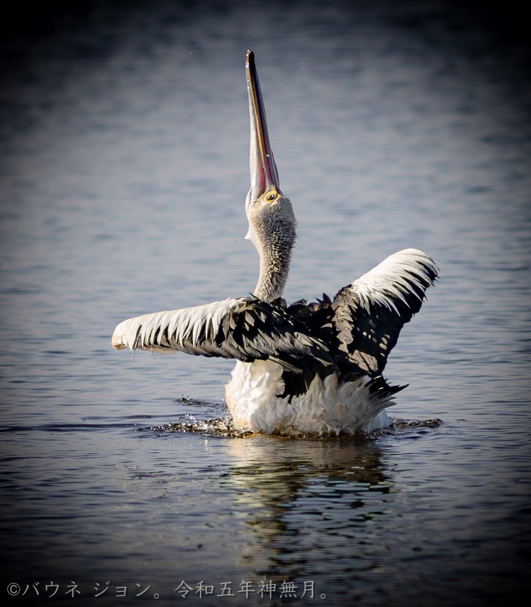 Pelican at Wilson Inlet, Denmark, Western Australia. 28th October 2023. 
Taken on the Sony A7III w/Nikon 180mm f/2.8 ED AI-s (1981).