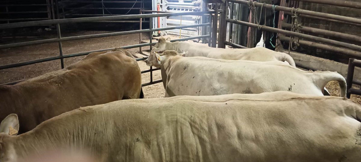 De la précision dans les rations pour exprimer le potentiel génétique 
Un bel exemple avec cette vache de 4 ans et 10 mois affichant 762,4 kg de carcasse chez Jean Michel et Philippe dans la Meuse.