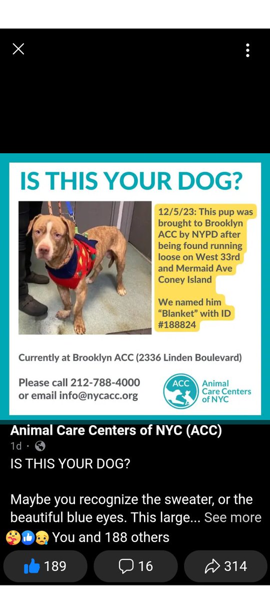#lostandfoundpets Is this your dog? He was wandering in Coney Island. Please go pick up your dog. #nycdogs #nycacc #Brooklyn