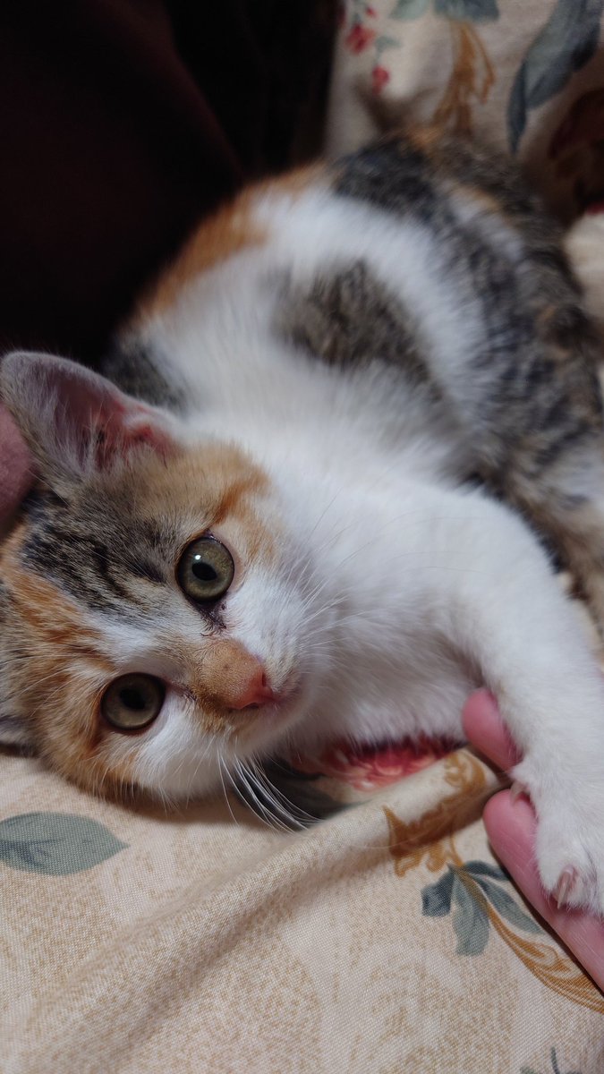 ALICE_asupala's tweet image. #今日のきなこ