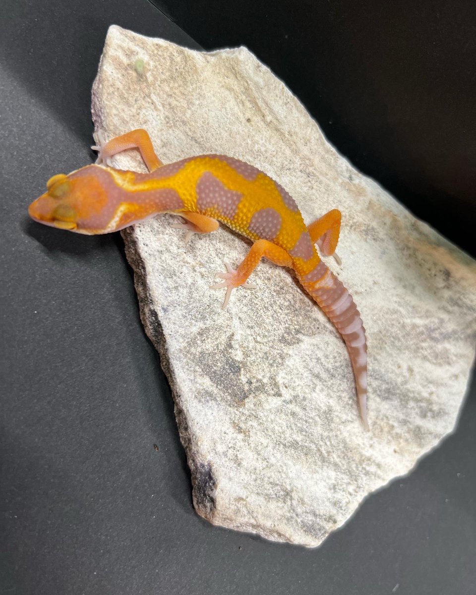 s_gpet's tweet photo. 入荷しました！
ヒョウモントカゲモドキ

気になる方はお早めに☺️ https://t.co/InqQ1T1x9Y