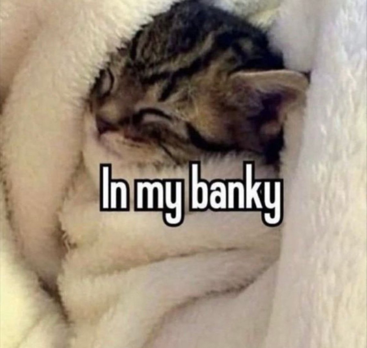 PostsOfCats's tweet photo. https://t.co/bt9yYD1uhX