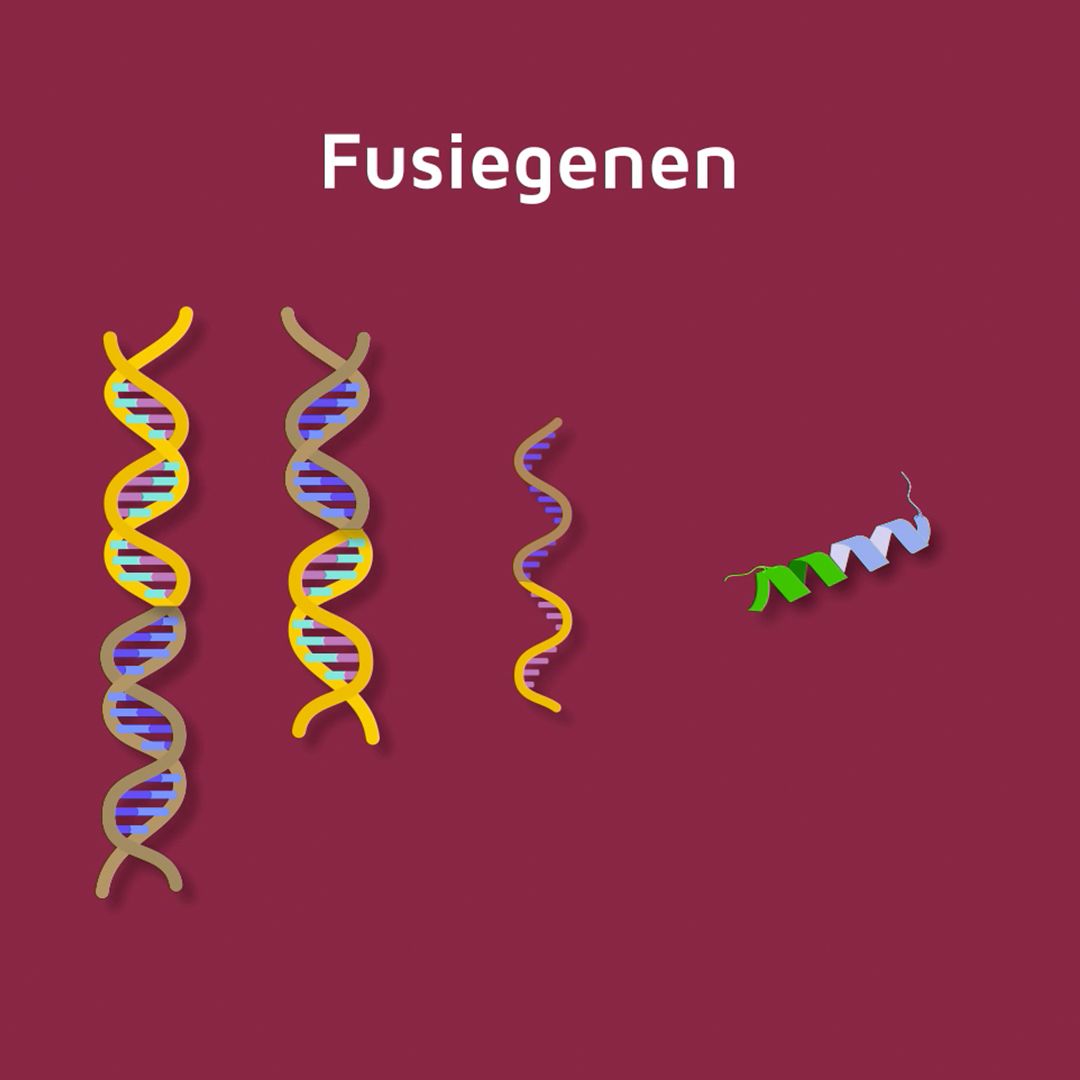 Hartwig Medical (@hartwigmedical) on Twitter photo “Wat is een fusiegen? Luister de podcast met Bas Tops, hoofd pathologie <a href="/prinsesmaximac/">PrinsesMáximaCentrum</a> buff.ly/3JeU5n6 <a href="/OncUptodate/">Oncologie Up-to-date</a>.
"Tegen een heel aantal fusiegenen is specifieke medicatie beschikbaar. Met whole genome sequencing, mits goed uitgevoerd, vind je alle fusiegenen” “Wat is een fusiegen? Luister de podcast met Bas Tops, hoofd pathologie <a href="/prinsesmaximac/">PrinsesMáximaCentrum</a> buff.ly/3JeU5n6 <a href="/OncUptodate/">Oncologie Up-to-date</a>.
"Tegen een heel aantal fusiegenen is specifieke medicatie beschikbaar. Met whole genome sequencing, mits goed uitgevoerd, vind je alle fusiegenen”