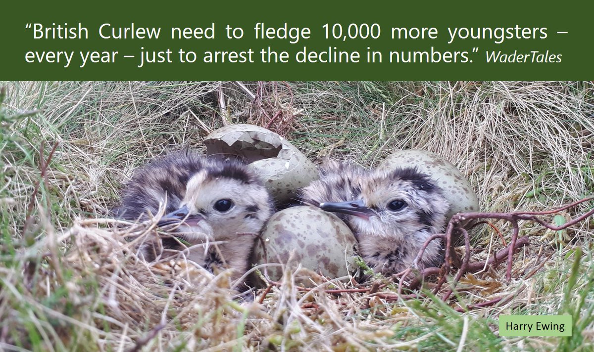 Reminder. UK #Curlew need to produce 10,000 more fledged chicks each year, to stop declines: wadertales.wordpress.com/2021/06/12/mor… NEW. Update on productivity in 2023 from @CurlewAction: youtube.com/watch?v=OMuYrf… Can you support @CurlewAction? curlewaction.org/support-us/#do… #waders #ornithology