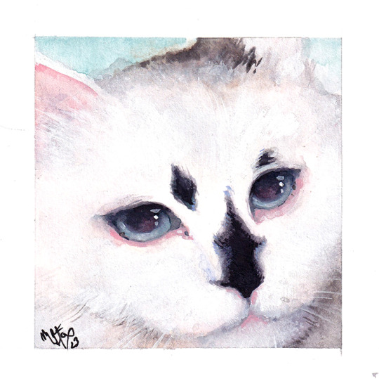 MeggieBFox's tweet photo. Miss Blini, my friends' cat. :> https://t.co/TfPFnRInXj