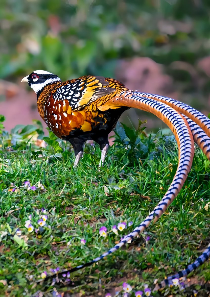 weichenhu082's tweet photo. #白冠長尾雉
#中國獨有 #瀕危 #鳥類
學名: Syrmaticus reevesii
白冠長尾雉是我國獨有的一種雉雞，它們的雌鳥通體呈棕黃色，胸腹部具有“V”字型斑紋；雄鳥則十分華麗，黑白相間的頭部、暗紅與橘黃的鱗片狀羽毛，以及可長達兩米的尾羽讓它們像極了披掛上陣的戲曲名角 https://t.co/334Nk6gEYm