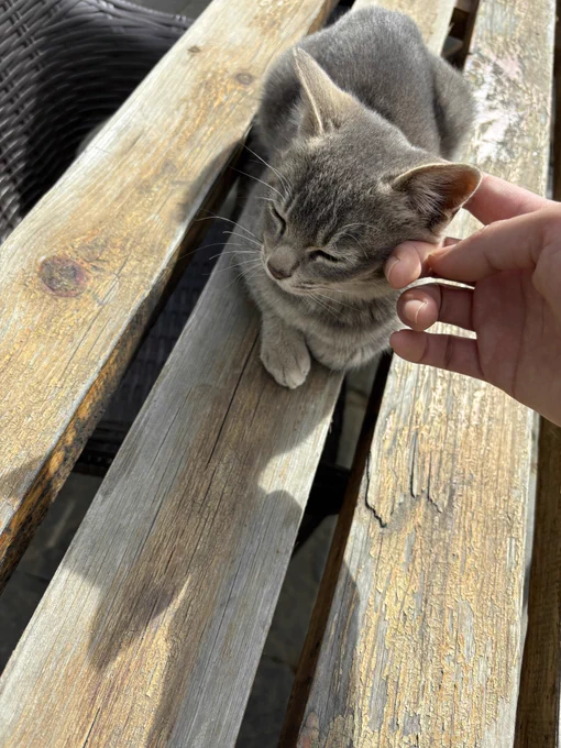 丘の上のミュージアム猫いたこっちで会う猫みんなグレーで小柄 