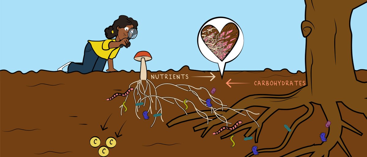 Inspiring children around the globe to learn about #soil #diversity - that is the aim of an initiative launched by @MalteJochum, an #ecologist at JMU. (📷 2022 Olivia Azevedo and Frank Ashwood/frym.2022.652660) @soilbio_comm @GlobalChangeEco @idiv ▶️uni-wuerzburg.de/en/news-and-ev…